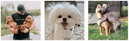 #dogstagram 1 #dogstagram