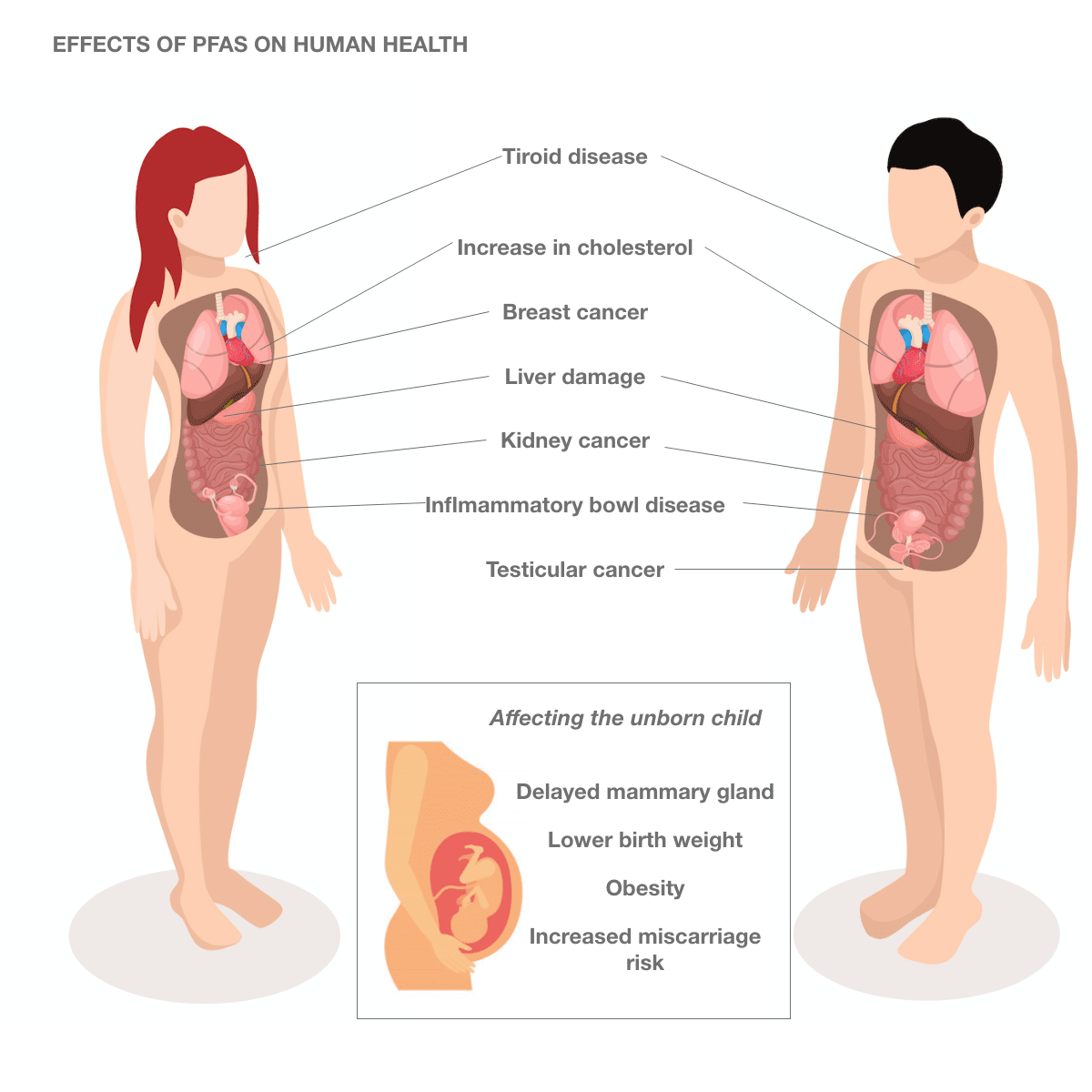 болезни fpas болезни от Краски PFAS